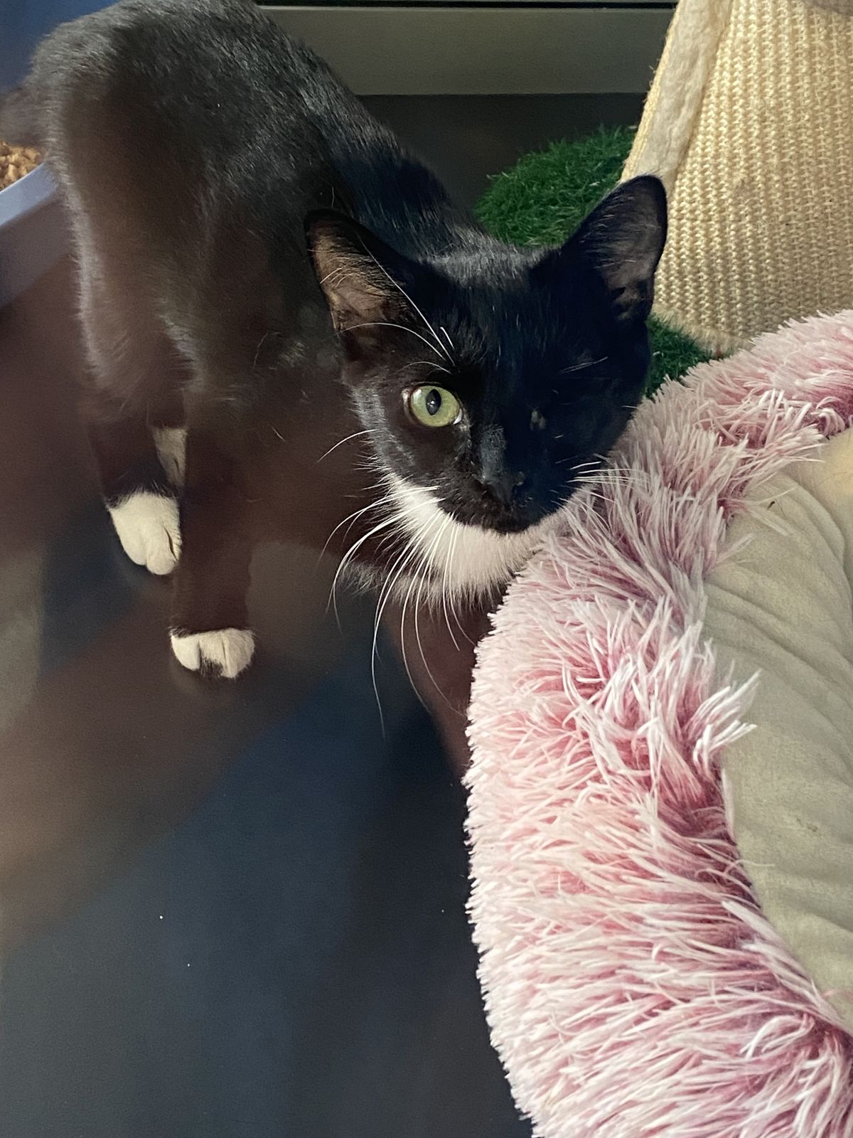 Gallery image: Coriander