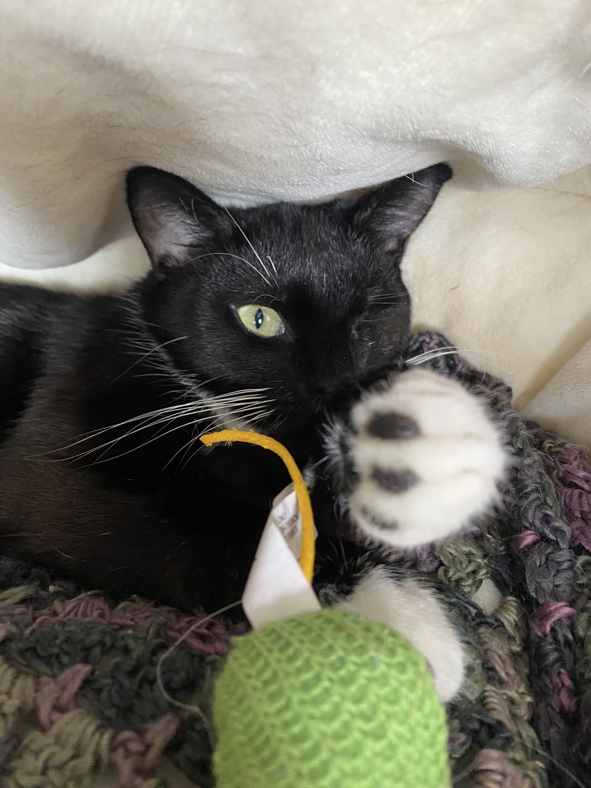 Gallery image: Coriander