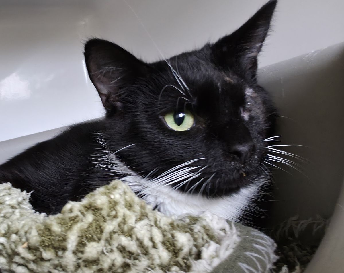 Gallery image: Coriander