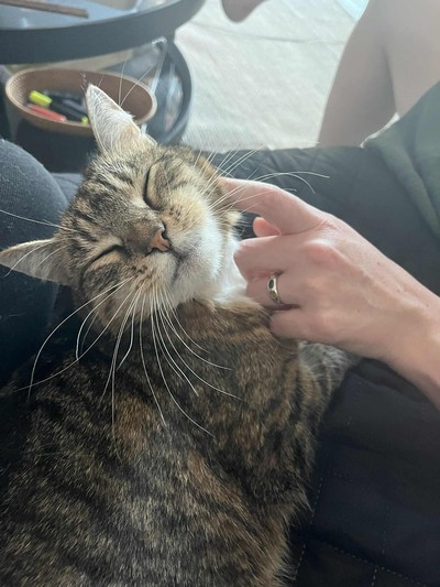 Charlie - Domestic Short Hair