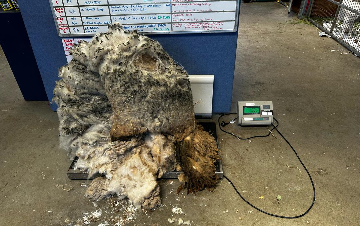 A matted, dirty wool coat sits on a scale after being shorn, weighing in at 5.95kg.