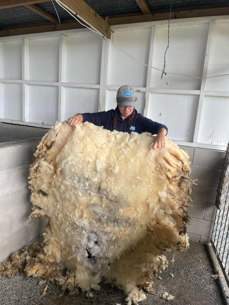 A brunette woman in a blue ball cap holds up a large beige wool coat, which is dirty and matted at the edges. The coat is wider than her, and reaches to the floor from her shoulder height.