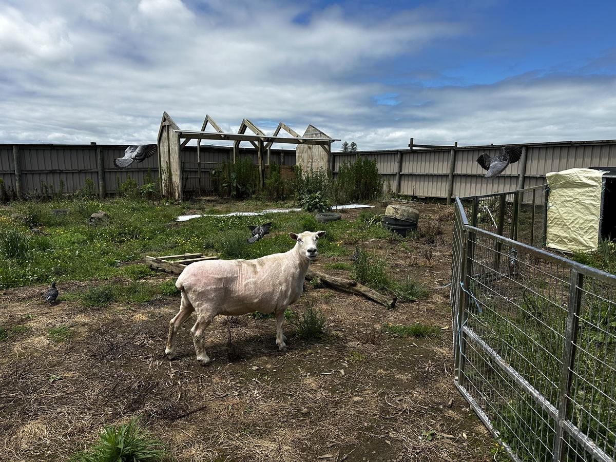 A shorn white sheep stands in a grassy paddock, looking relaxed in the sunshine.