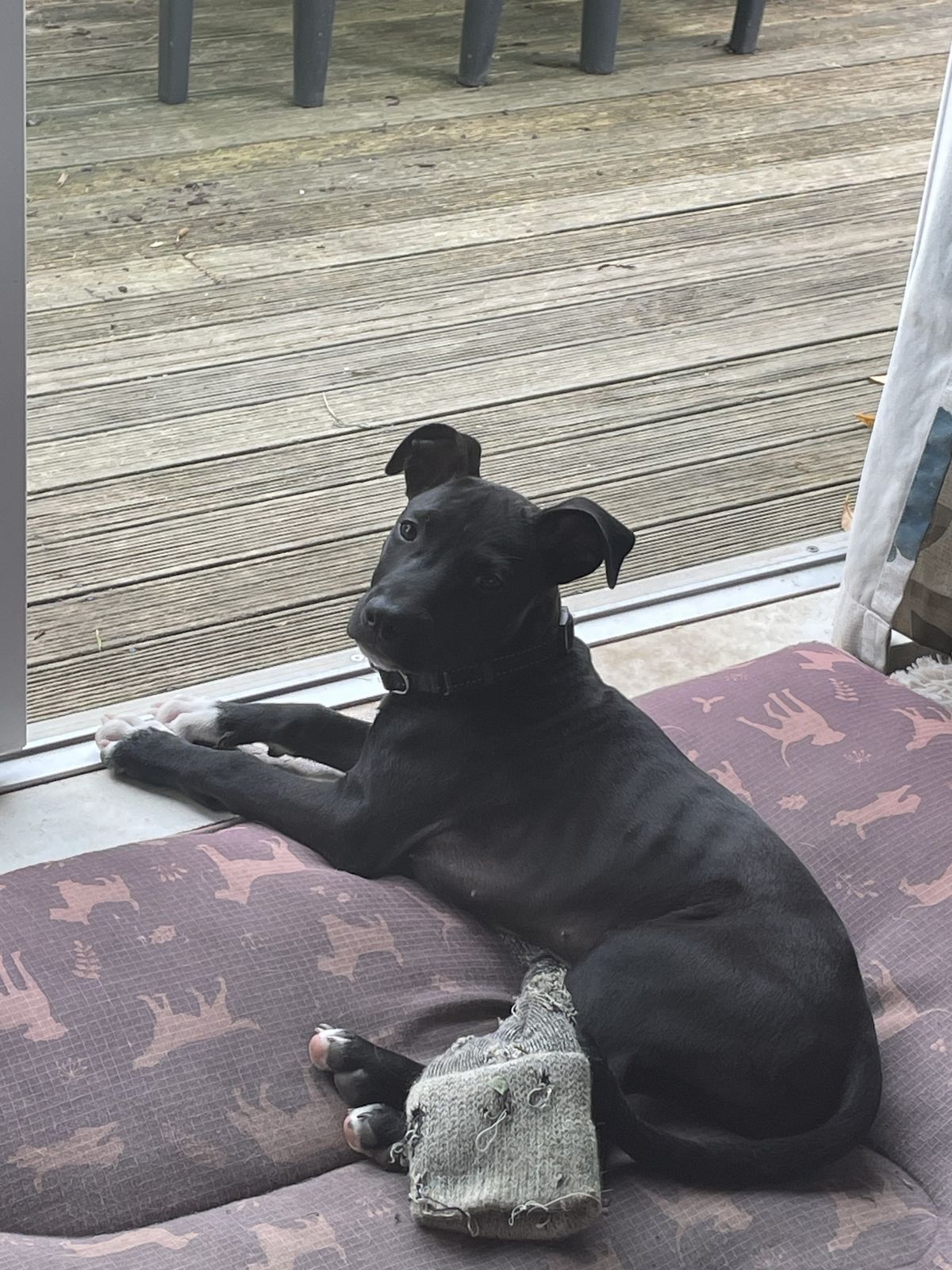 Gallery image: Jasper