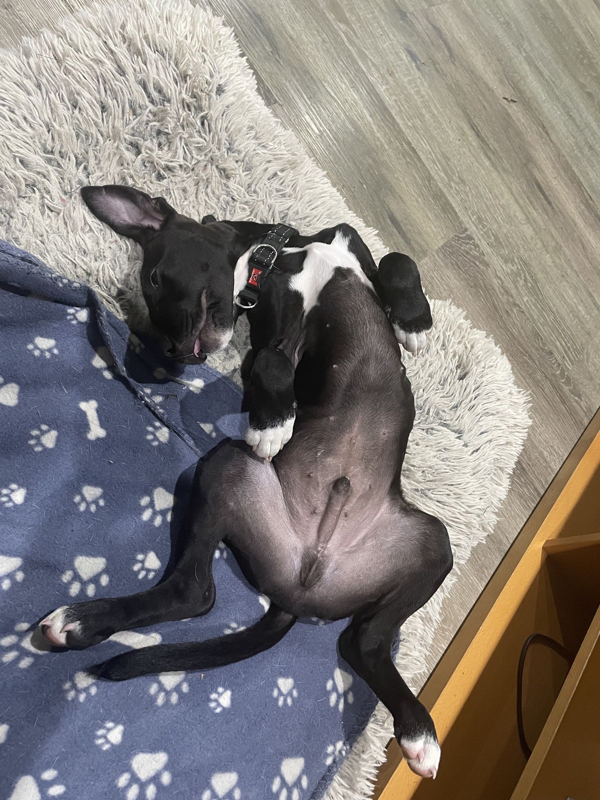 Gallery image: Jasper