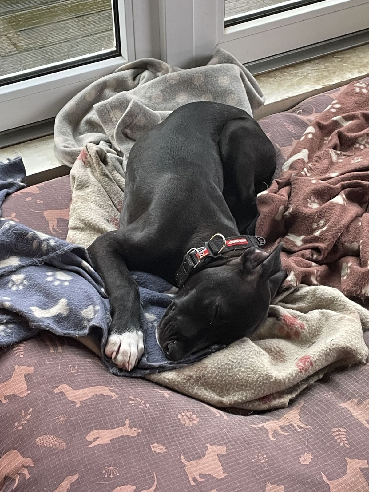 Gallery image: Jasper