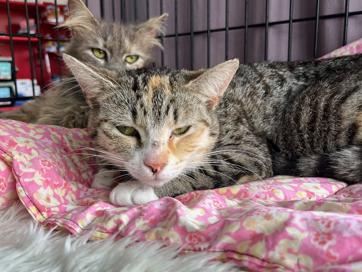 Gallery image: Harmony