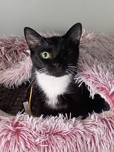 Coriander - Domestic Short Hair