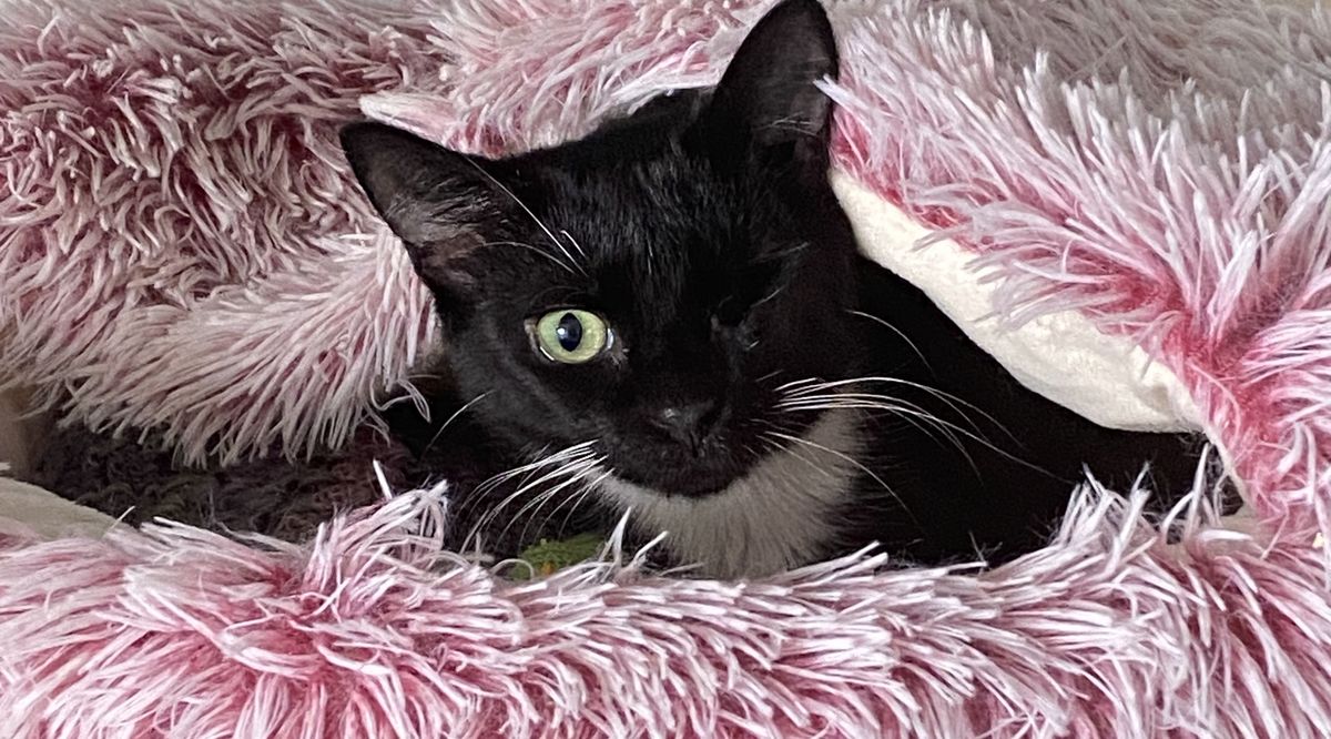 Gallery image: Coriander