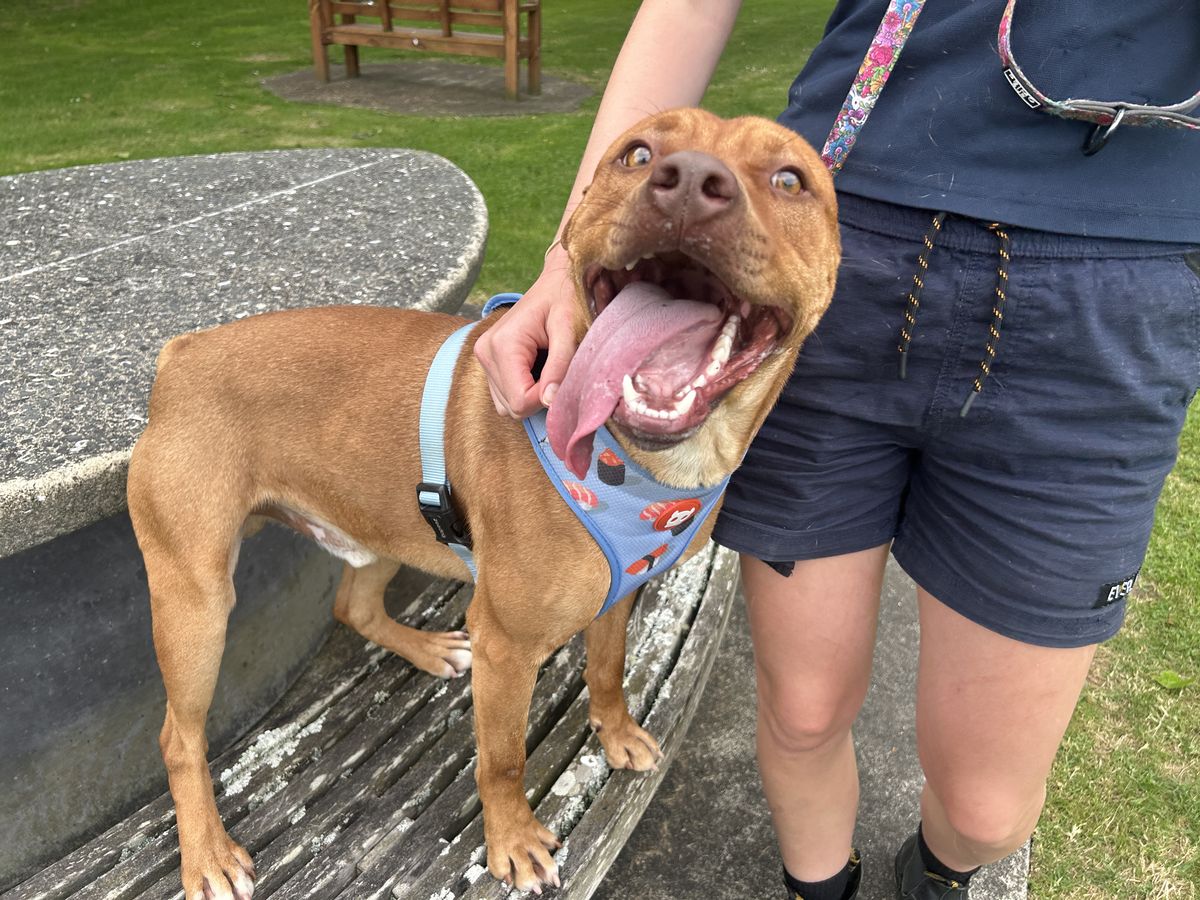 Gallery image: Bernie