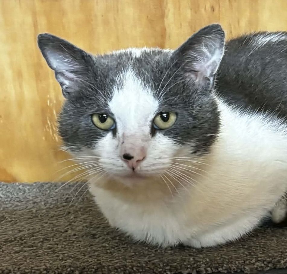 Gallery image: Jarvis