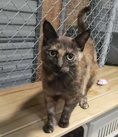 Fleur - Domestic Short Hair