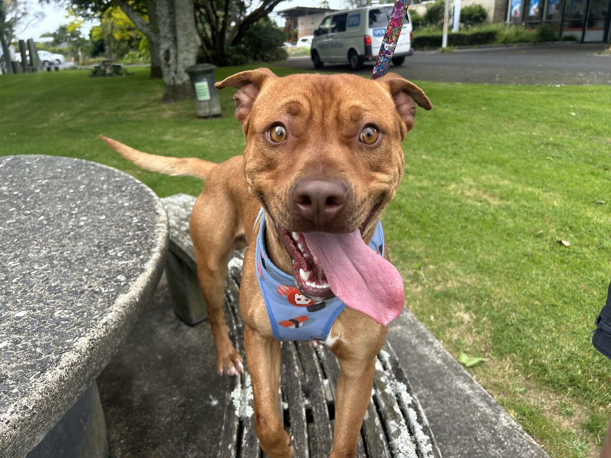 Gallery image: Bernie