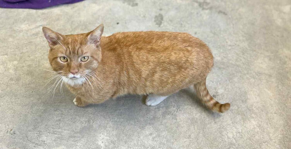 Gallery image: Garfield