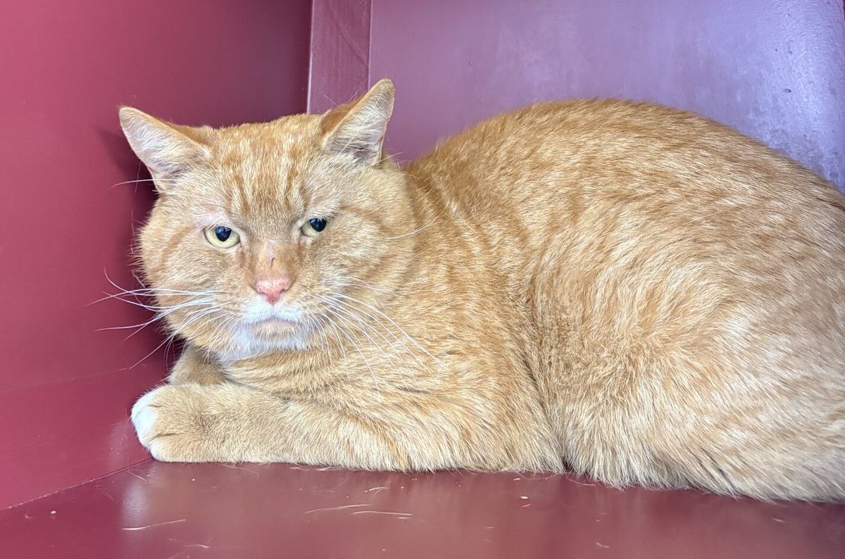 Gallery image: Garfield