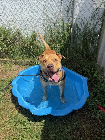 Ted - Medium Cross Breed