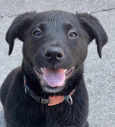 Crumpet - Medium Cross Breed