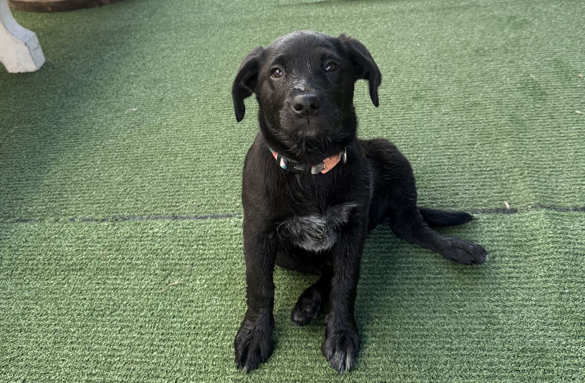 Gallery image: Crumpet