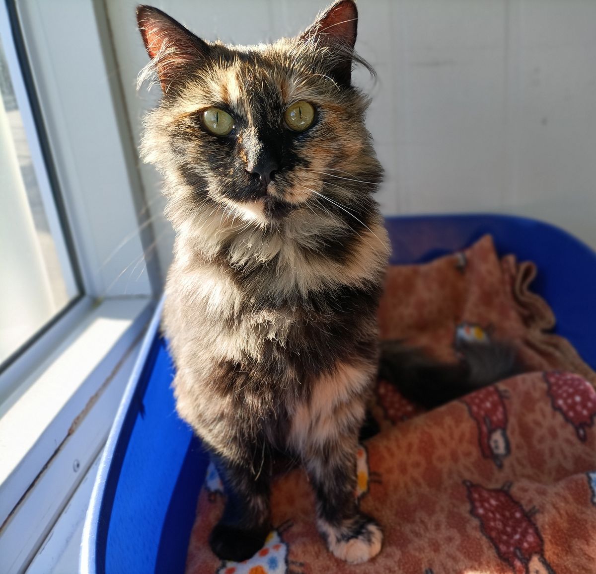 Gallery image: Bindy