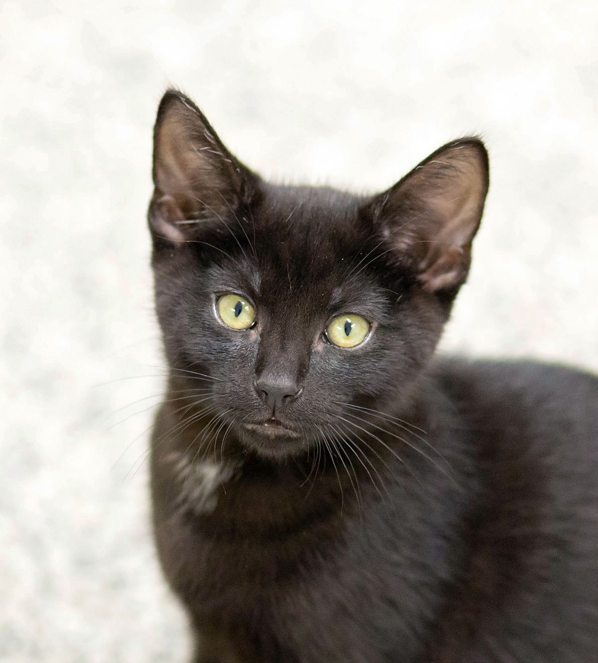 Gallery image: Hades