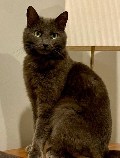 Gwynne  - Domestic Short Hair