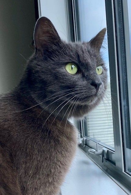 Gallery image: Gwynne 