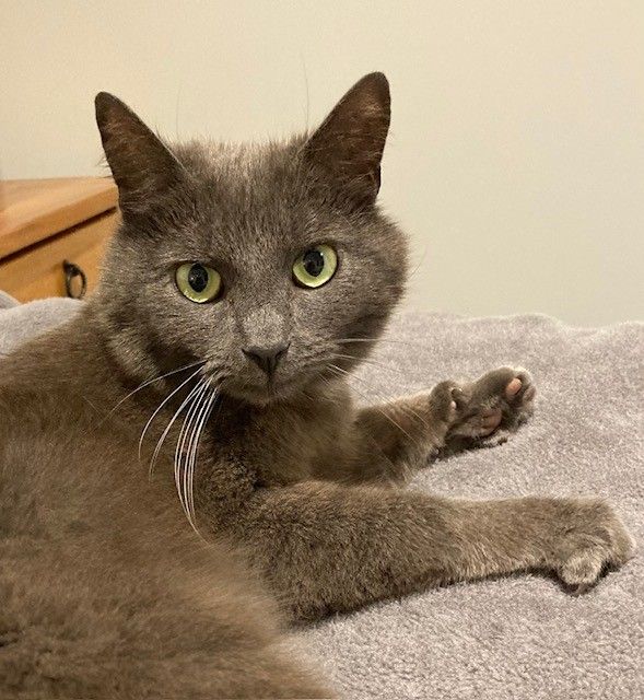 Gallery image: Gwynne 