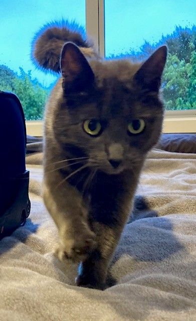 Gallery image: Gwynne 