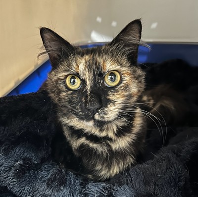 Bindy - Domestic Medium Hair