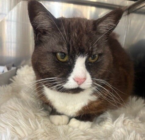 Gallery image: Muffin