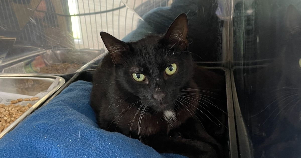 Gallery image: Knight