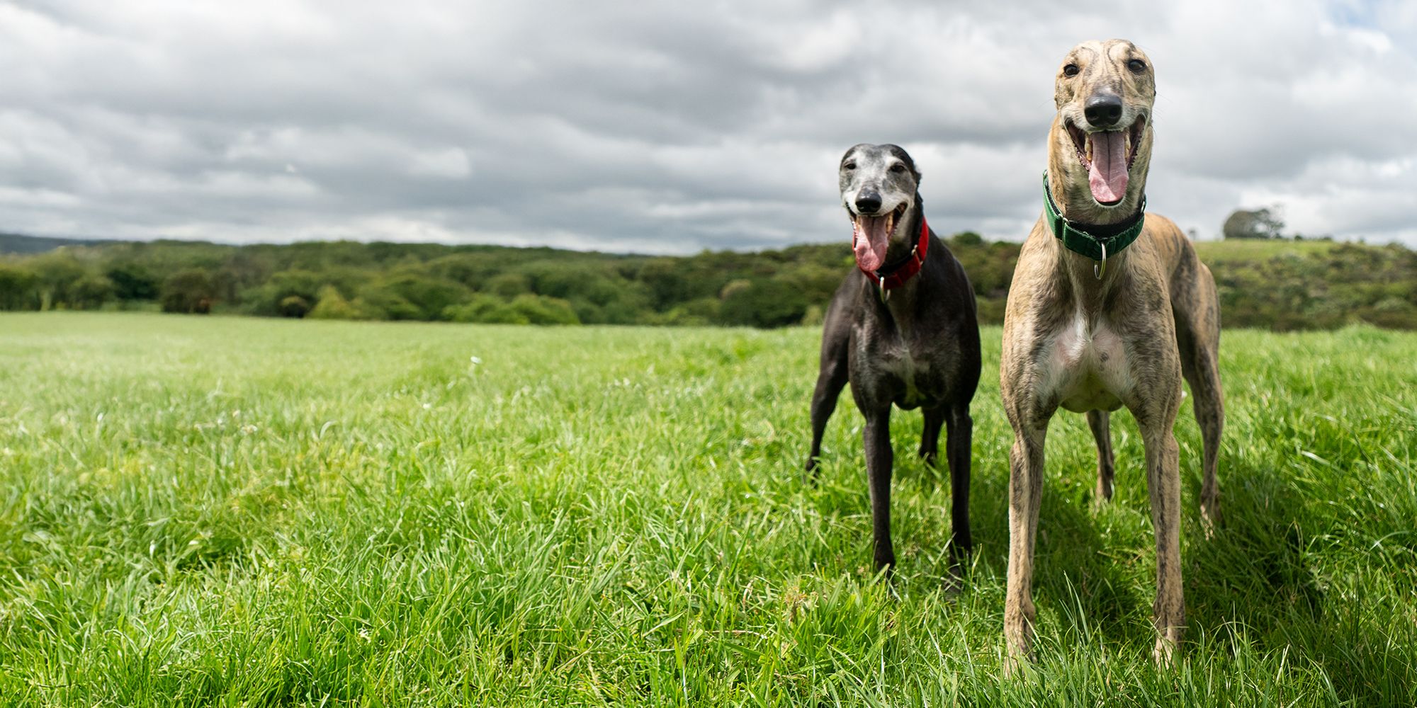 A gift for greyhounds