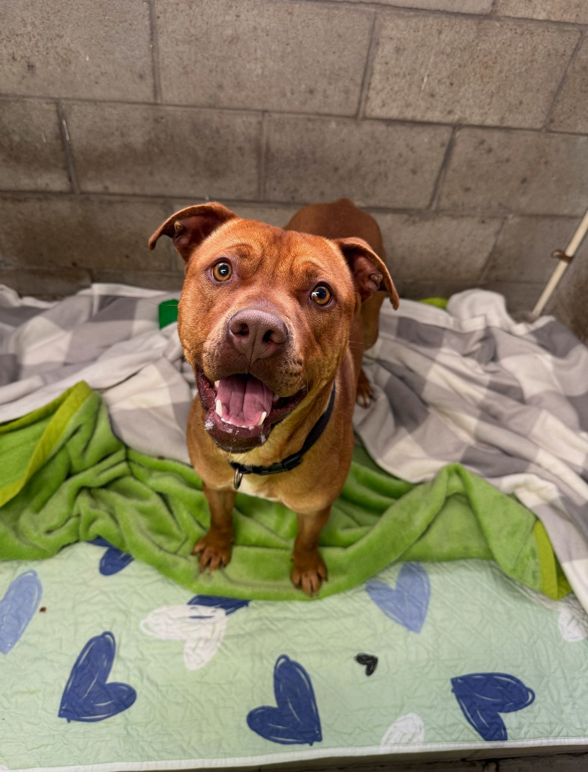 Gallery image: Bernie