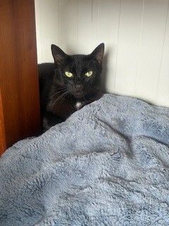 Gallery image: Knight