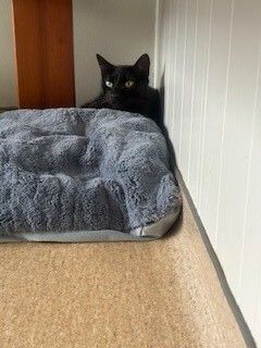 Gallery image: Knight