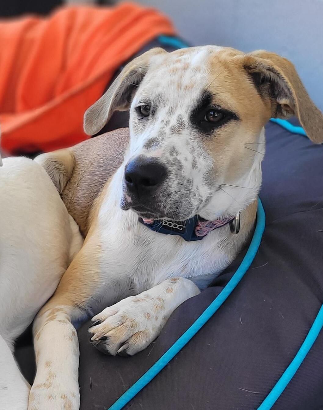 Gallery image: Taffy