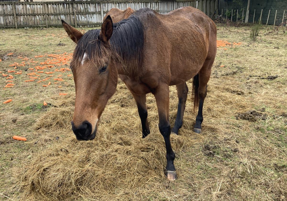 Man sentenced for letting horse starve to death 