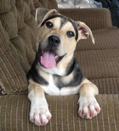 Maisie - Rhodesian Ridgeback