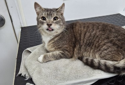 Cheeky - Domestic Short Hair