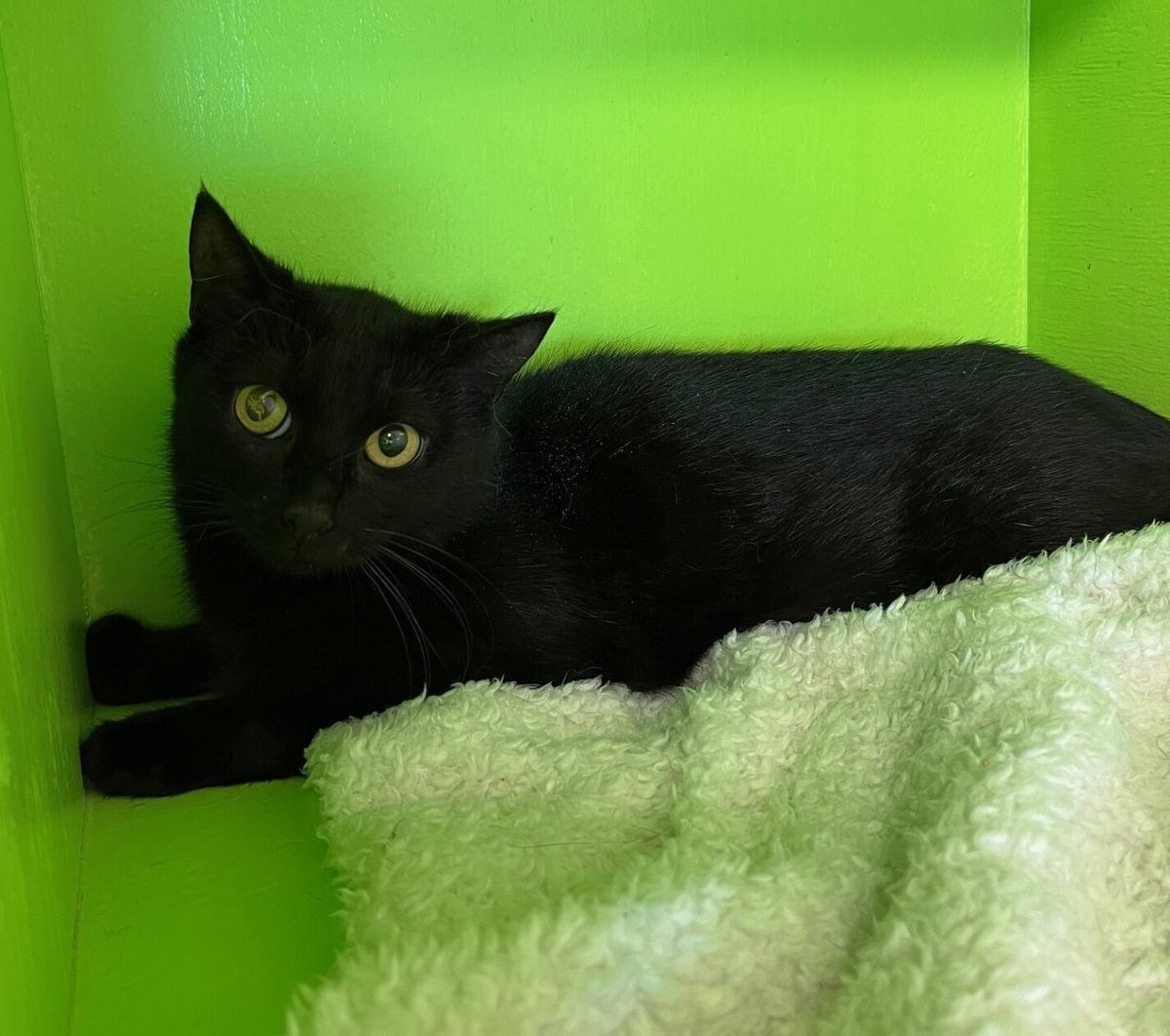 Gallery image: Shadow