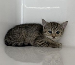 Gallery image: Madame (maddy)