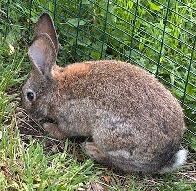 Gallery image: Rhino