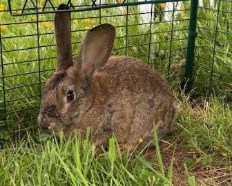 Gallery image: Rhino