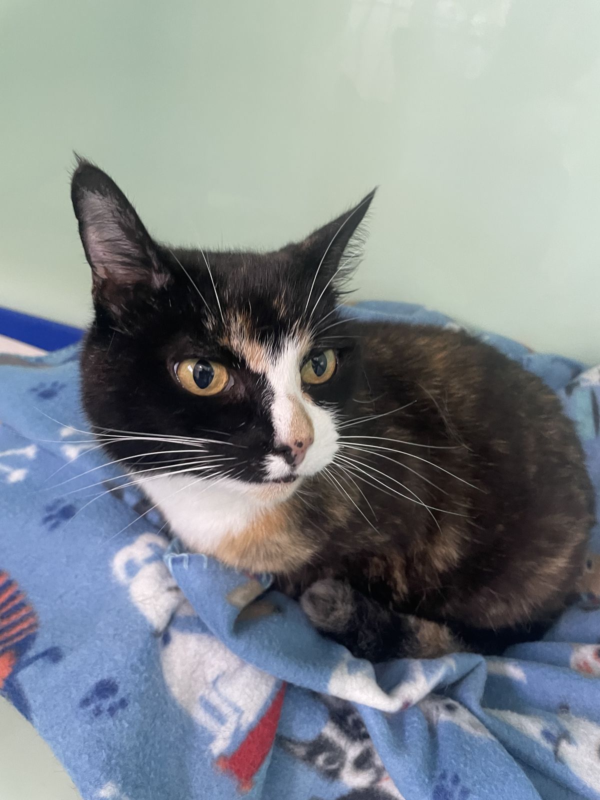 Gallery image: Mindy