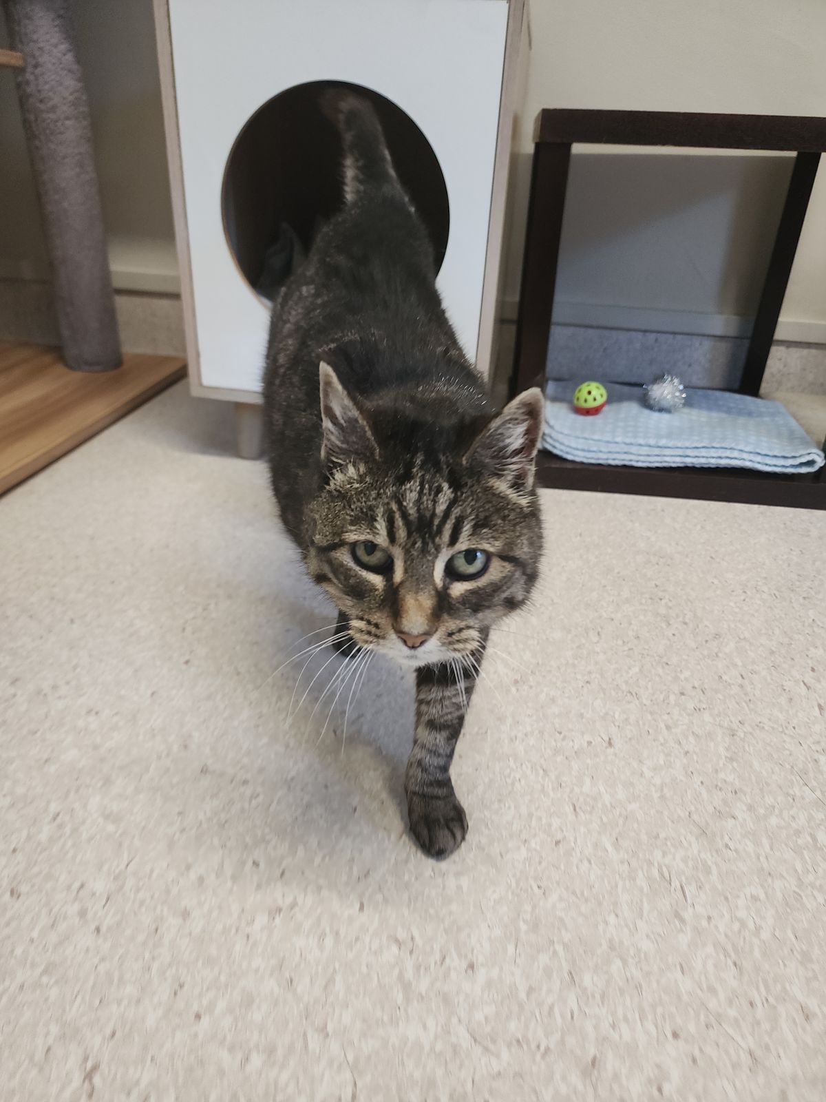 Gallery image: Tulip