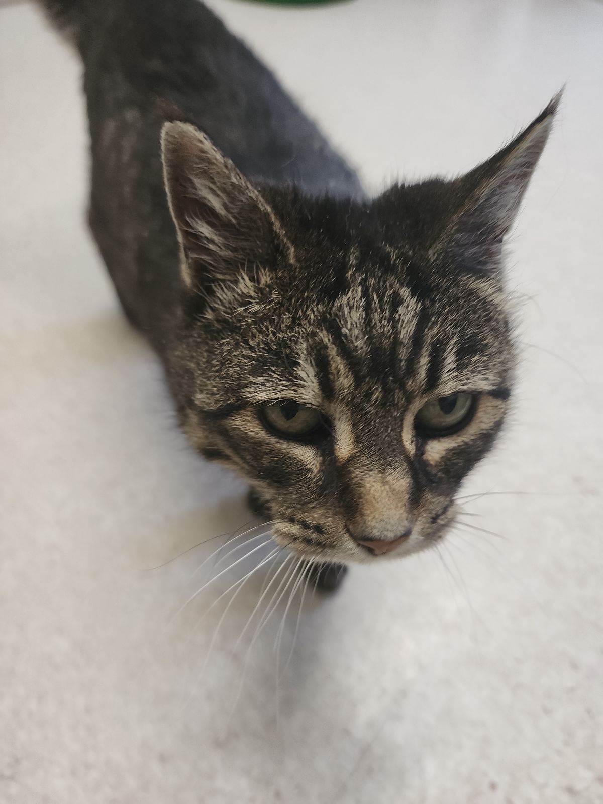 Gallery image: Tulip