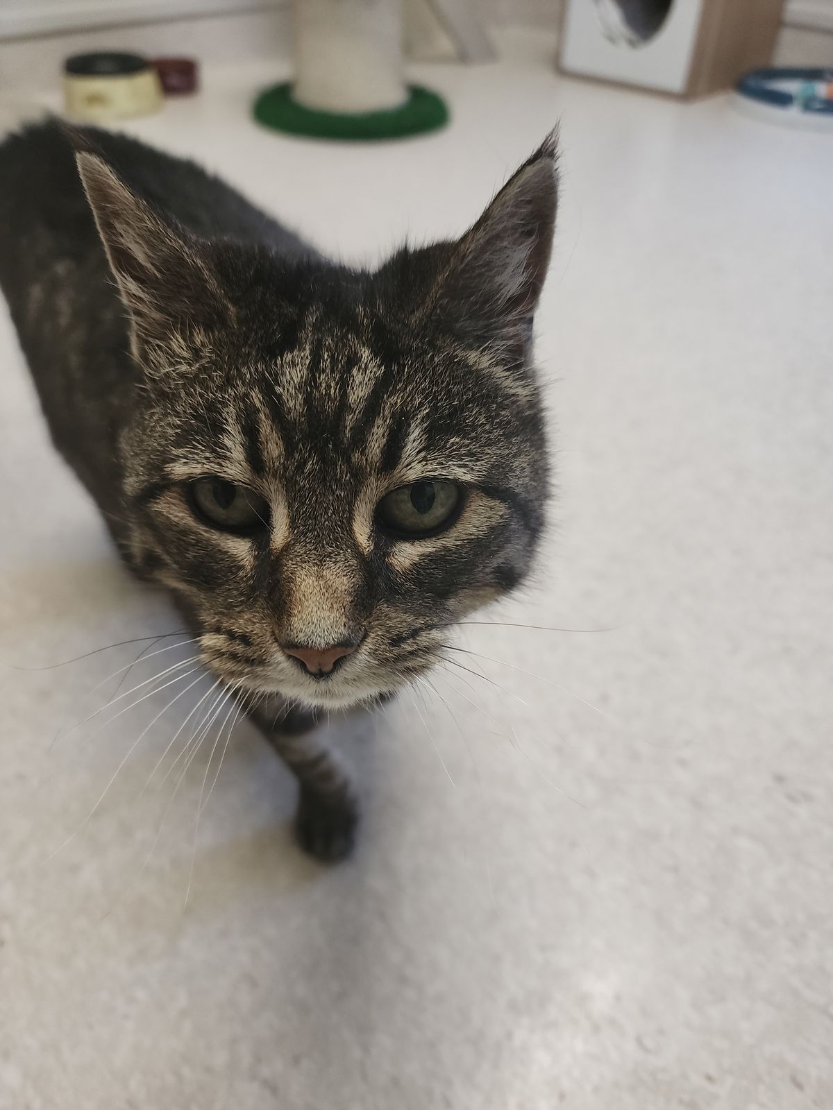 Gallery image: Tulip