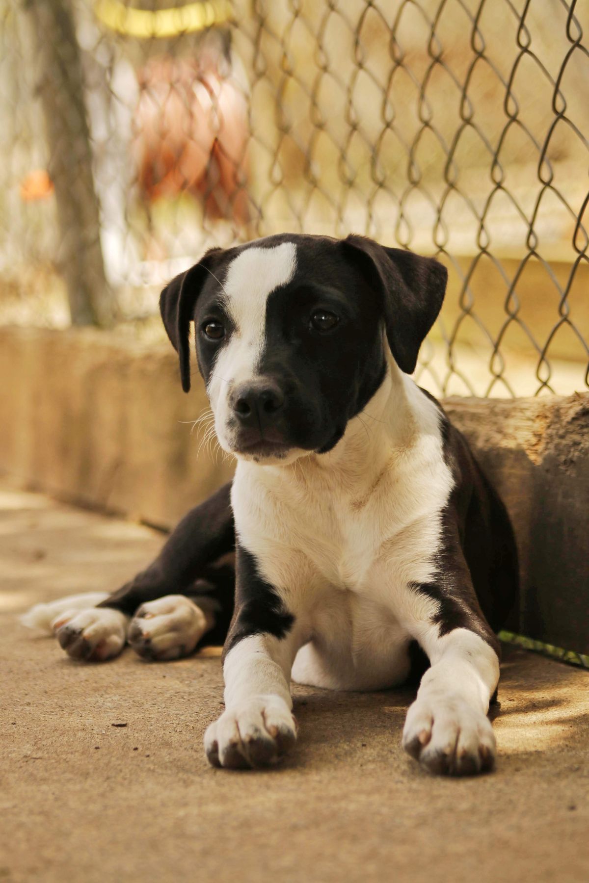 Gallery image: Renesme