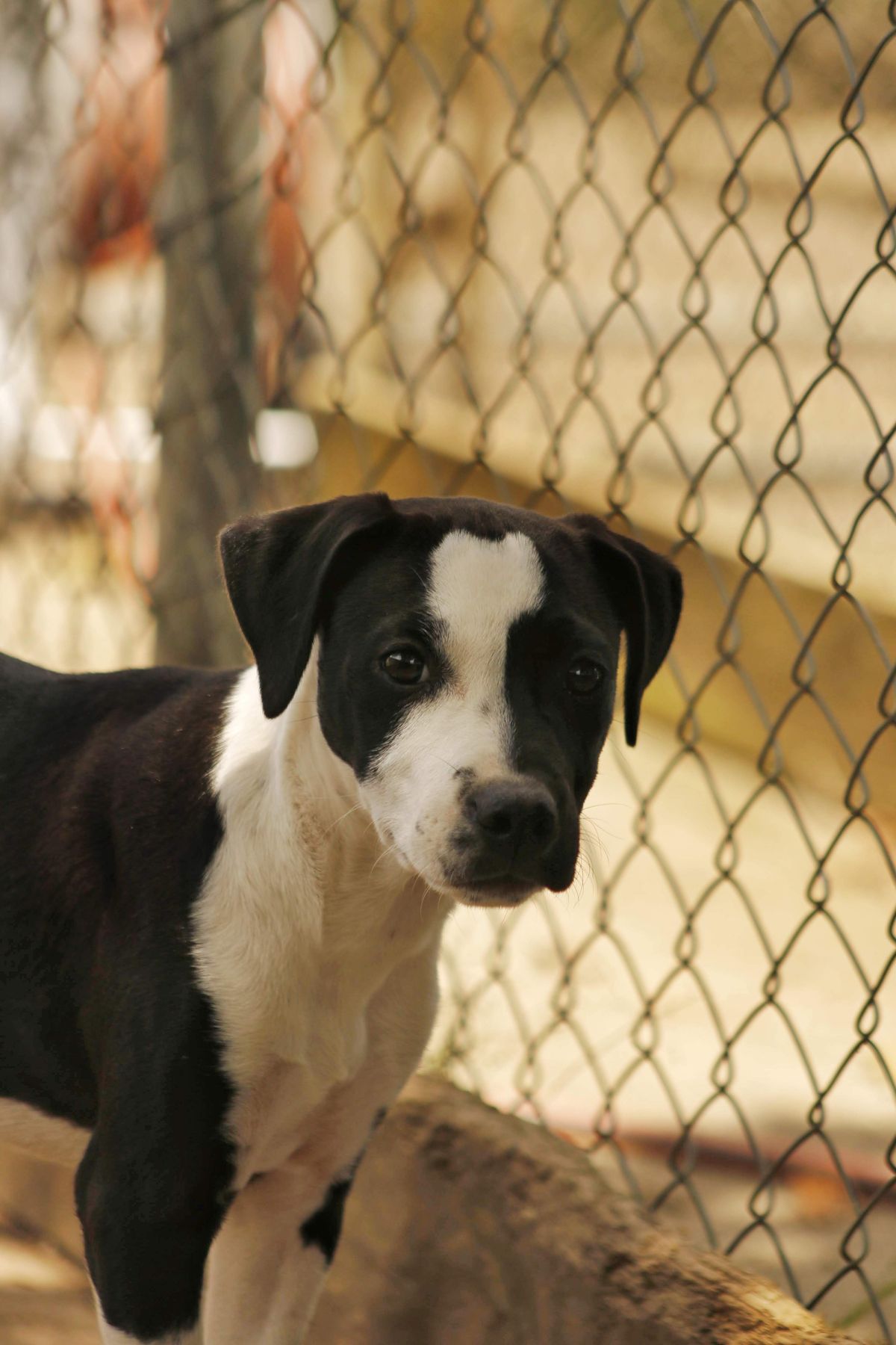 Gallery image: Renesme