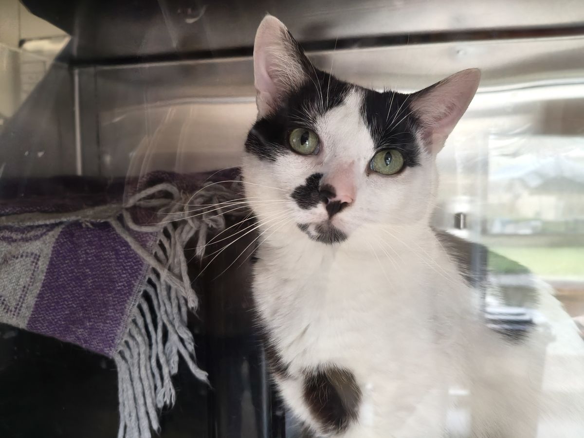 Gallery image: Monsieur Moo